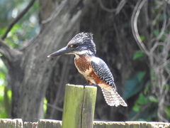 Megaceryle maxima maxima