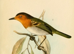 Ruddy Tody-Flycatcher photo 2