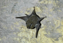 Peropteryx
