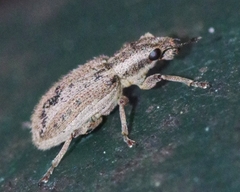 Sitona macularius