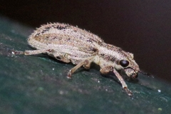 Sitona macularius