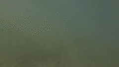 Myliobatis peruvianus