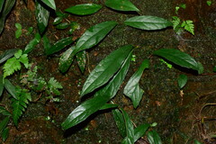 Hydrangea viburnoides