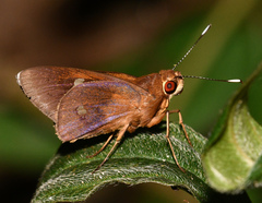 Carystoides yenna
