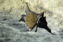 Peropteryx