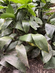 Aspidistra