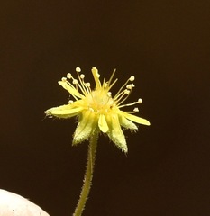 Ivesia jaegeri