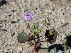 Eremalche rotundifolia