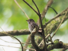 Muscicapa sibirica