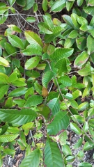 Dilleniaceae