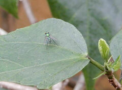 Condylostylus pruinosus