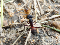 Camponotus cruentatus