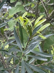 Euclea daphnoides