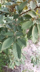 Handroanthus