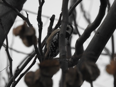 Yungipicus canicapillus