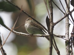 Phylloscopus borealis
