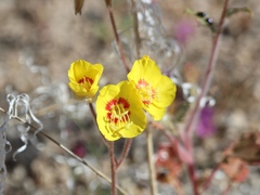 Chylismia
