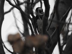 Yungipicus canicapillus