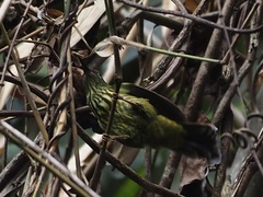 Kurochkinegramma hypogrammicum