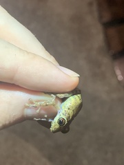 Pristimantis diadematus