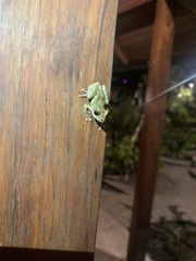 Pristimantis diadematus
