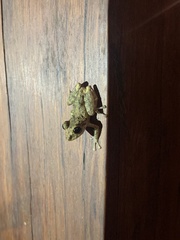 Pristimantis diadematus