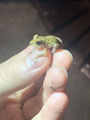 Pristimantis diadematus