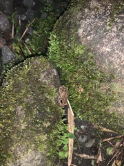 Pristimantis diadematus