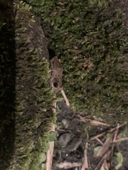 Pristimantis diadematus