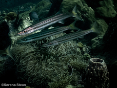 Sphyraena flavicauda