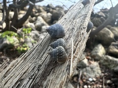 Cenchritis muricatus