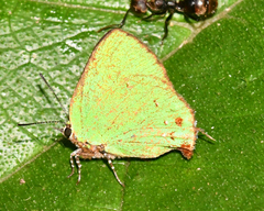 Cyanophrys amyntor