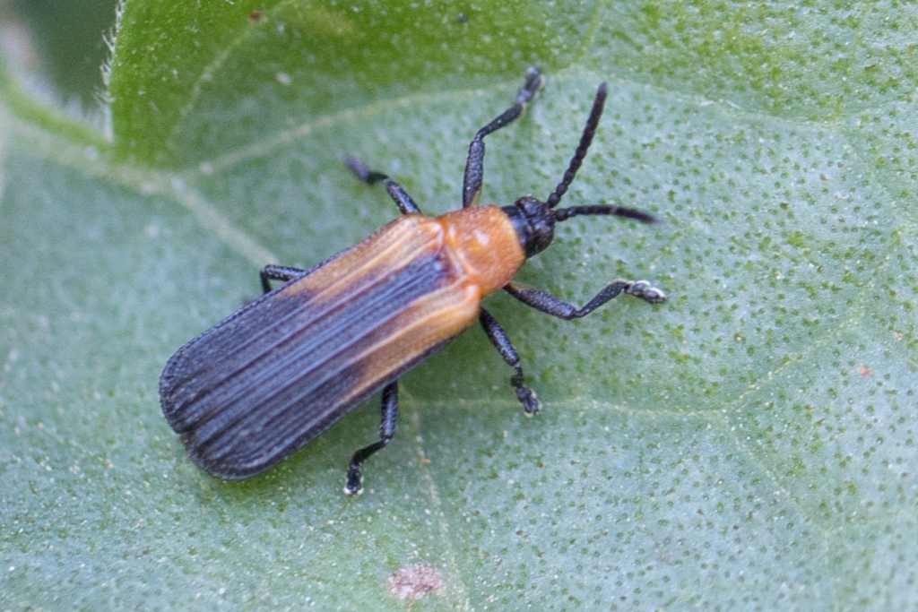 Temnochalepus insolitus
