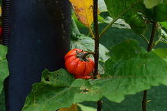 Solanum aethiopicum