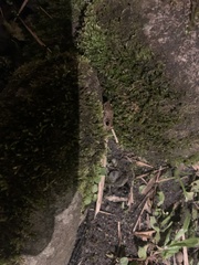 Pristimantis diadematus