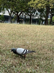 Columba livia domestica
