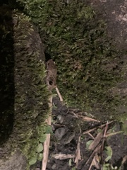 Pristimantis diadematus