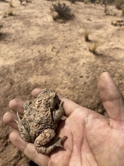 Rhinella spinulosa