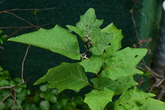 Solanum aethiopicum