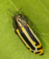 Acmaeodera grata