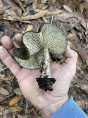 Entoloma ferruginans
