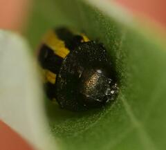 Acmaeodera grata