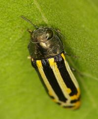 Acmaeodera grata