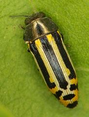 Acmaeodera grata
