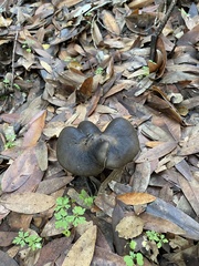 Entoloma ferruginans