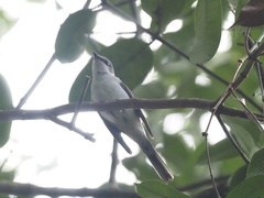 Pericrocotus divaricatus