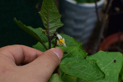 Solanum aethiopicum