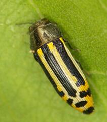 Acmaeodera grata
