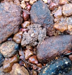 Minervarya keralensis