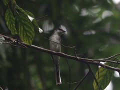 Pericrocotus divaricatus